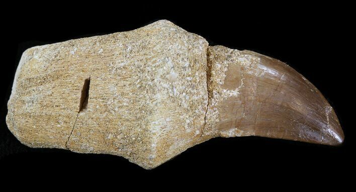 Rooted Mosasaur (Halisaurus?) Tooth #43195